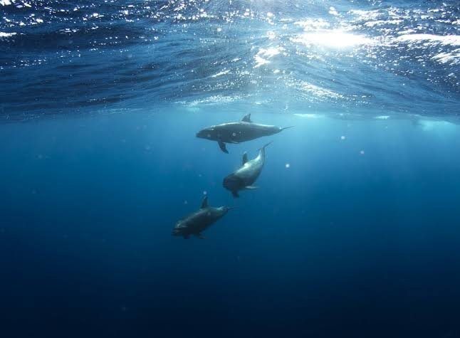 Swimming with Dolphins