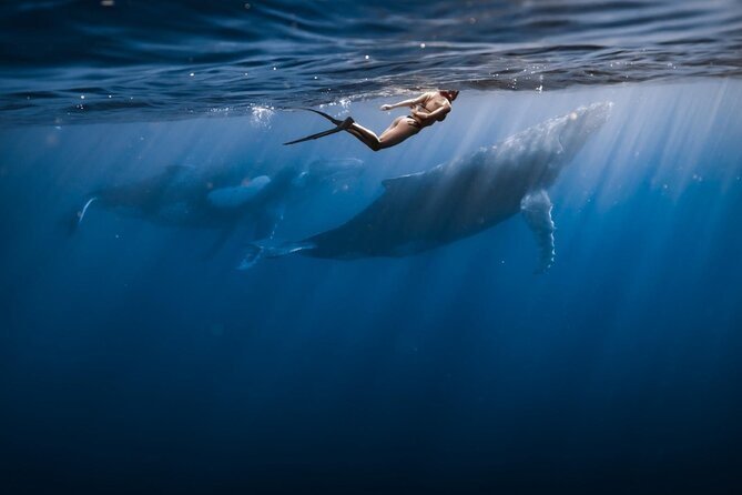Swimming with Whales