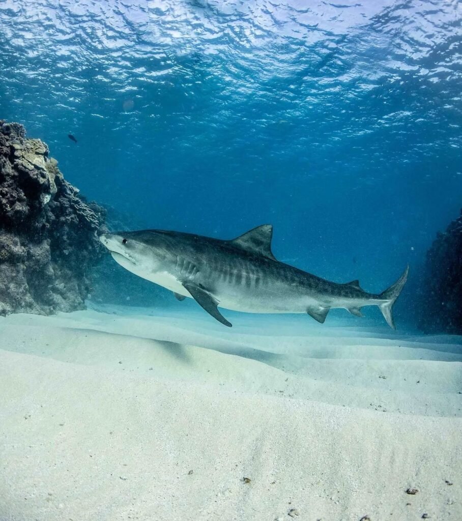 Tiger Shark Encounter